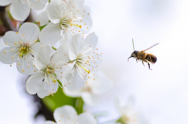 beautiful-beauty-bee-bloom-379926
